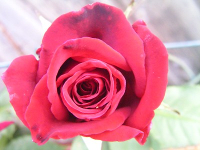 rote blüten 004.JPG