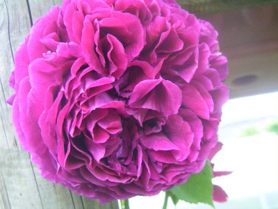 rote blüten 003.JPG