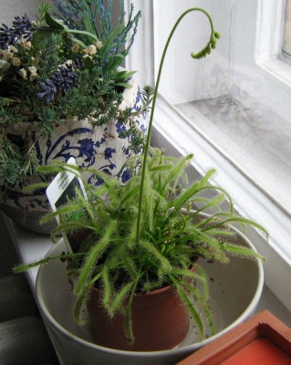 drosera capensis 2008-06-14.jpg