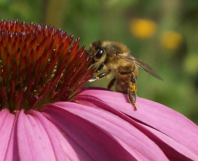 Bienchen.jpg