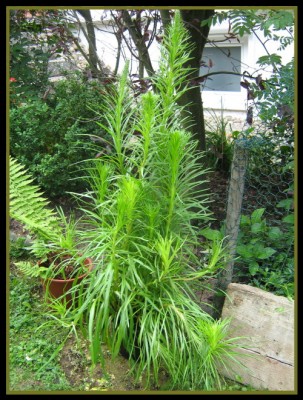 Prachtscharte - Liatris spicata.JPG