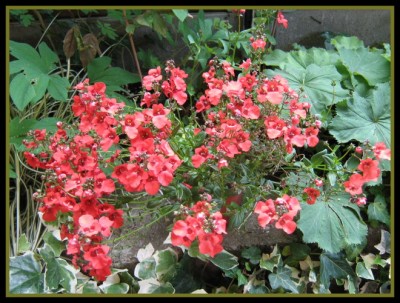 Elfensporn - Diascia.JPG