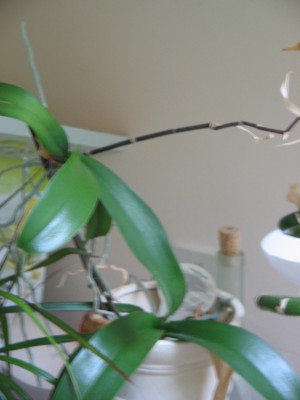blumen 005.jpg