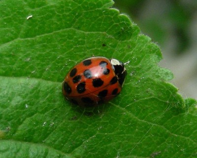 sooo viele Punkte w.jpg