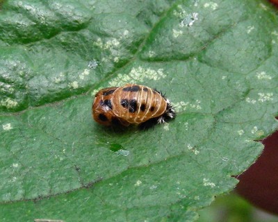 noch 'ne Larve w.jpg