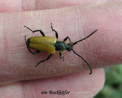 Bockkäfer w.jpg
