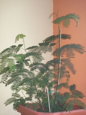 Pflanzen 06.08 016.jpg