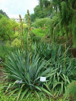 14.06.2008 yucca glauca.jpg