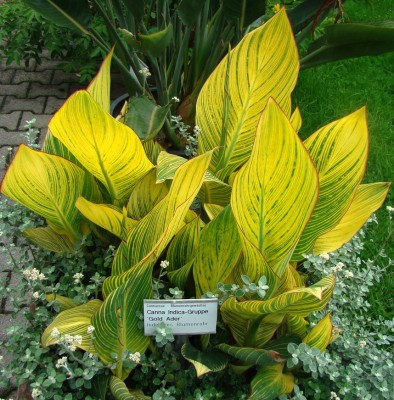 14.06.2008 canna'gold ader'.jpg