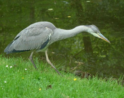 14.06.2008 hungrig1.jpg