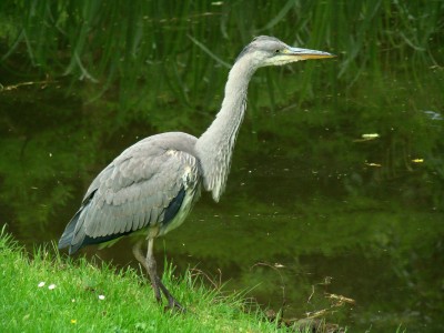 14.06.2008 hungrig.jpg