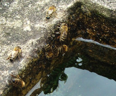 14.06.2008 bienenerfrischung.jpg