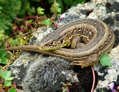 14.06.2008 chillig2.jpg