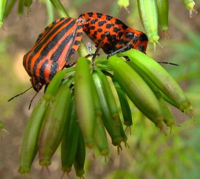 14.06.2008 the making of.jpg