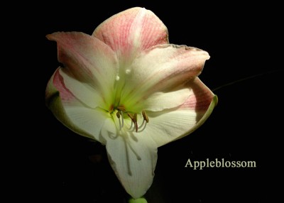 Appleblossom.jpg