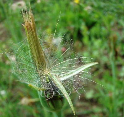 14.06.2008 haferwurzel.jpg