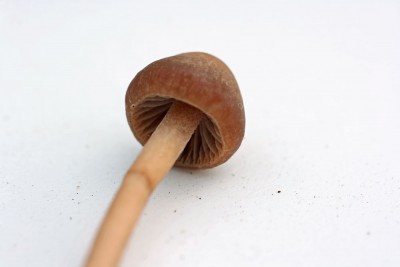 garten3.jpg