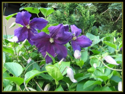 11.06.2008 Clematis jackmanii.JPG