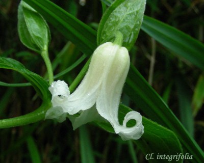 weiße integrifolia w.jpg