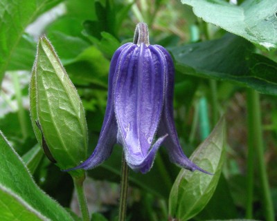 Cl. integr. blau w.jpg