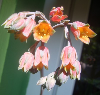 Kleine Prinzessin 013m.jpg
