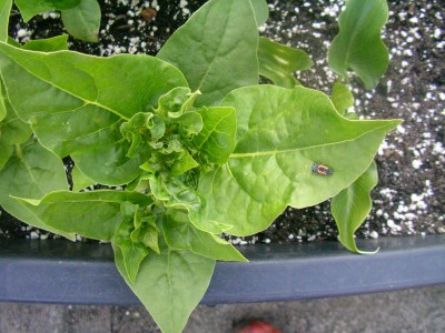 insekten bilder 001.JPG