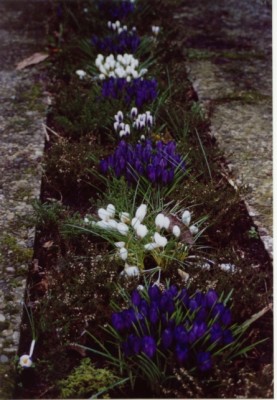 Frühlingsgefühle 03.jpg