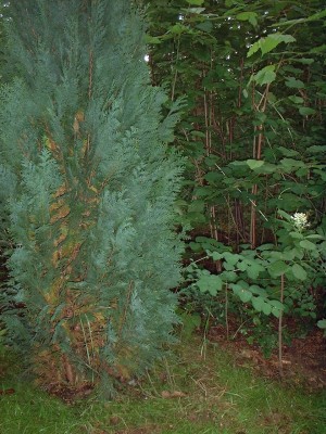 DSCF0033.JPG