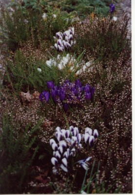 Frühlingsgefühle 02.jpg