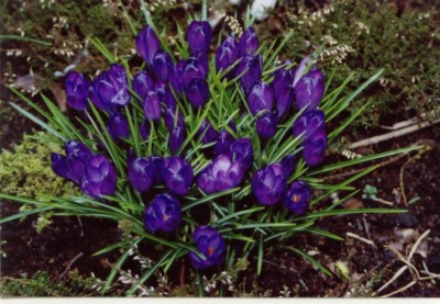 Frühlingsgefühle 01.jpg