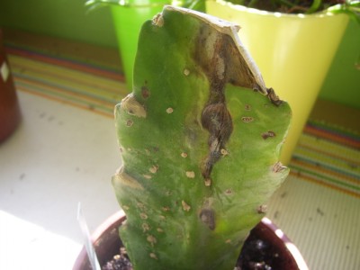 Kleine Prinzessin 027m.jpg