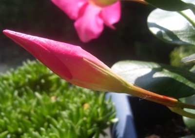 Kleine Prinzessin 025m.jpg