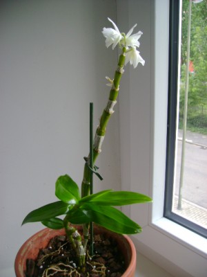 DSC02406.JPG