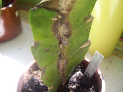 Kleine Prinzessin 026m.jpg