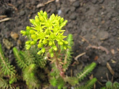 Img_2662.jpg