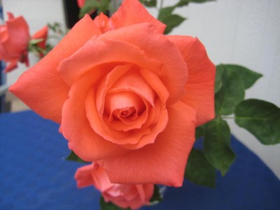 Img_2684.jpg