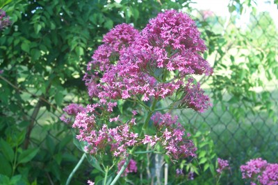 100_4049.JPG