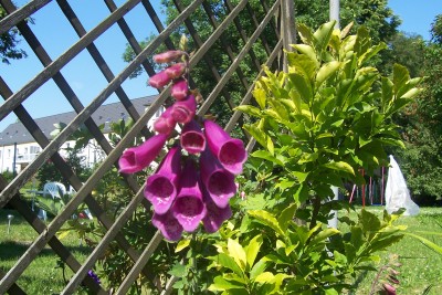 100_4041.JPG