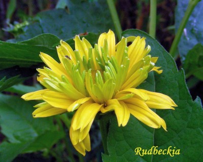 Rudbeckia w.jpg