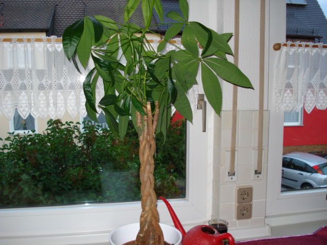 Welcher geflochtene Stamm ist "meiner"? Pachira  Pflanzen &  Botanik  GREEN24 Pflanzen & Garten Forum