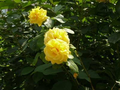 Rose gelb.jpg
