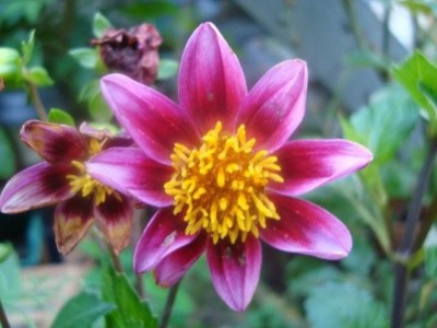 08-06-06-Zwergdahlie.jpg