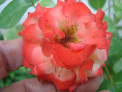 08-06-06-orange Rose.jpg