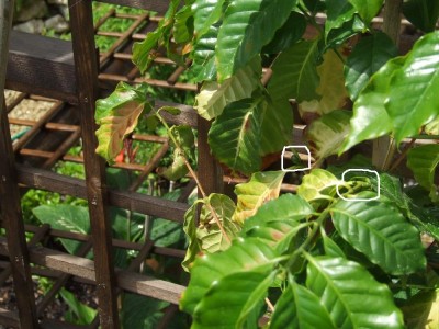 Kaffee-Frucht2-8.6.08.JPG