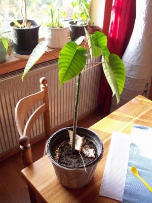 100_17171.JPG