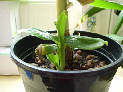 Musa mit Kindeln (2).JPG