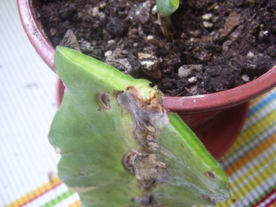 Kleine Prinzessin 008m.jpg