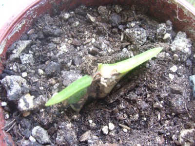 Kleine Prinzessin 007m.jpg