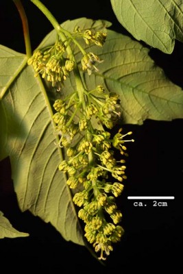6_Acer_pseudoplatanus_flower_jpeg_CRW_0531_RT8.jpg