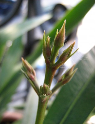 Oleander.jpg